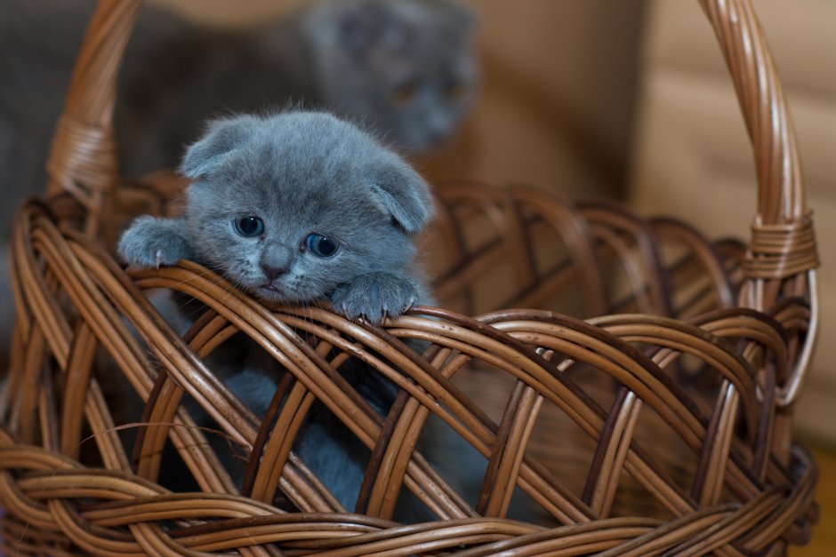 Шотландская вислоухая кошка