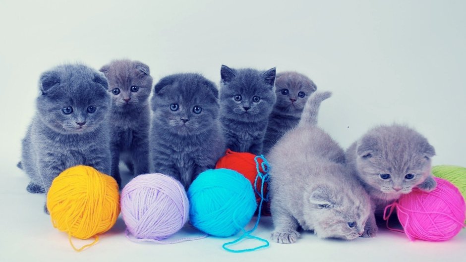 Вислоухие котята