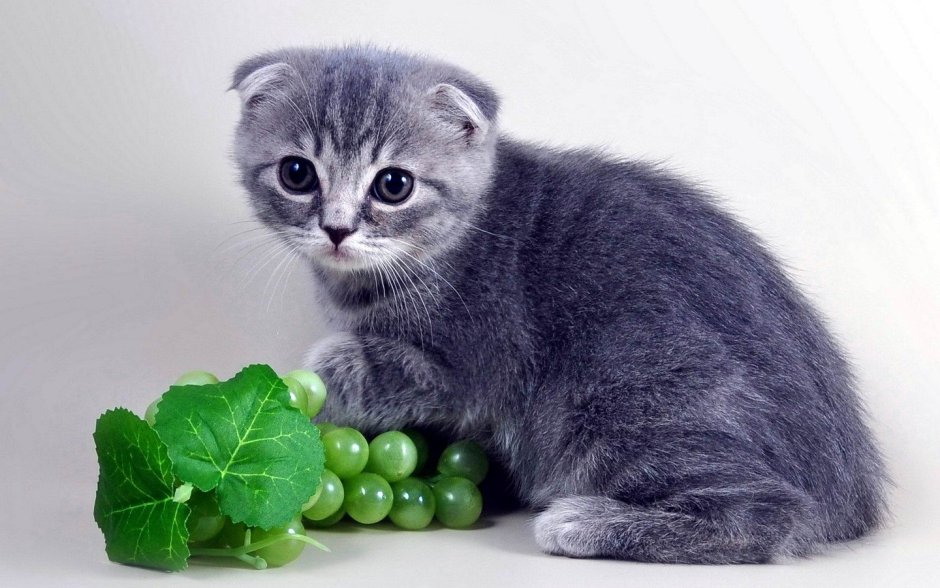 Шотландская вислоухая кошка серая