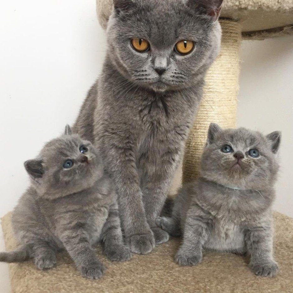Котята британцы и шотландцы