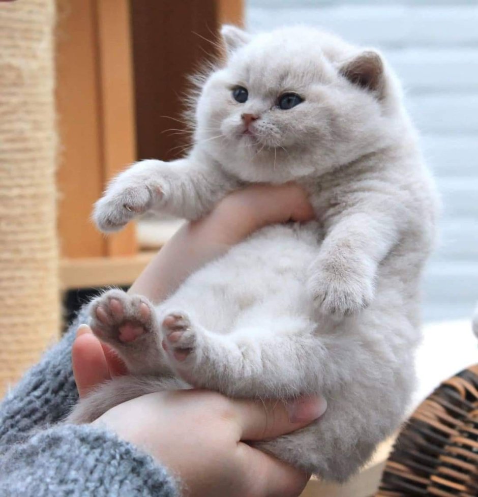 Милый толстый кот