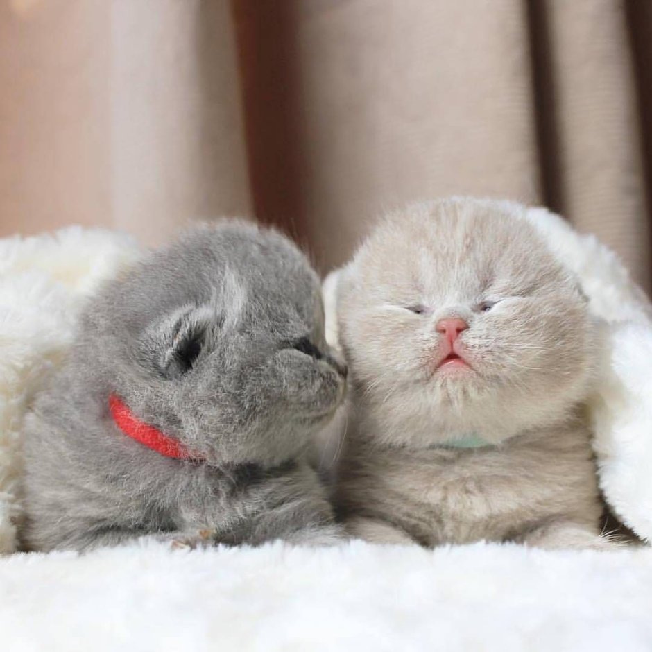 Милый вислоухий котик