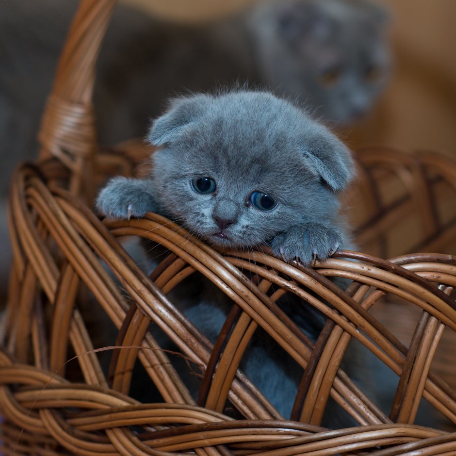 Британец вислоухий котенок полосатый