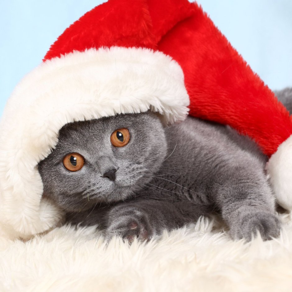 Котята в новогодних шапочках