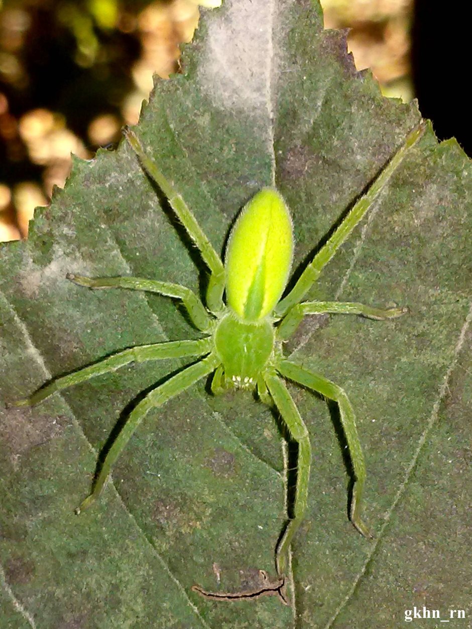 Банановый паук (Micrommata virescens