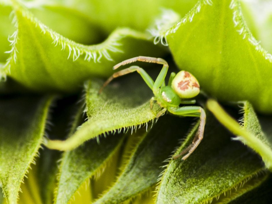 Пауки Микромата зеленая