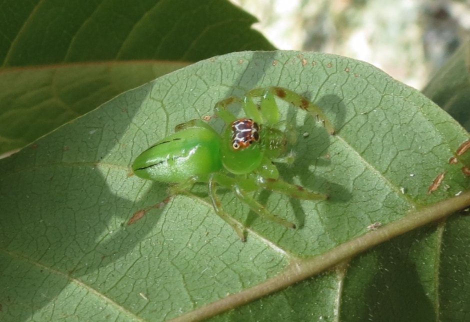 Арахнида паук зеленый