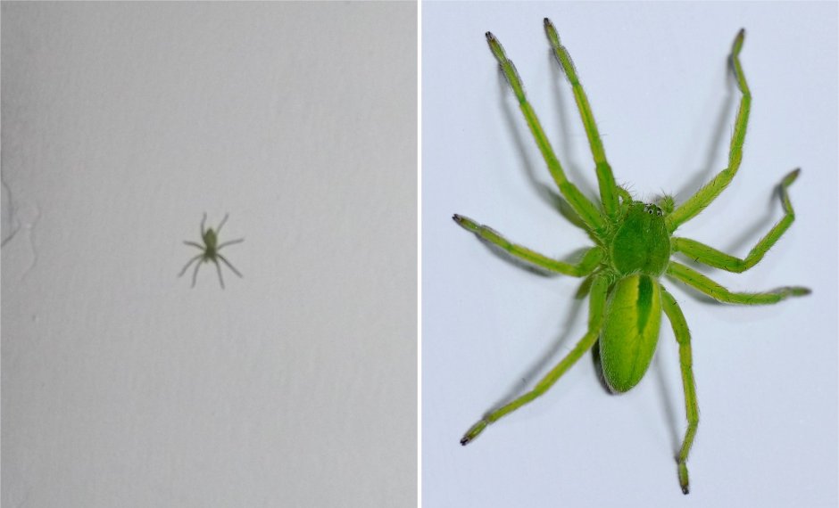 Зеленый паук в Малине