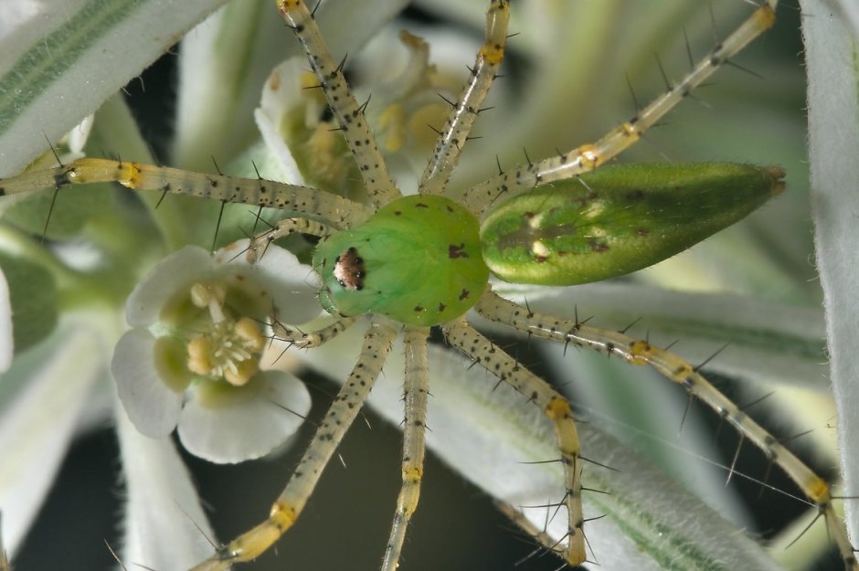 Паук скакун зеленый