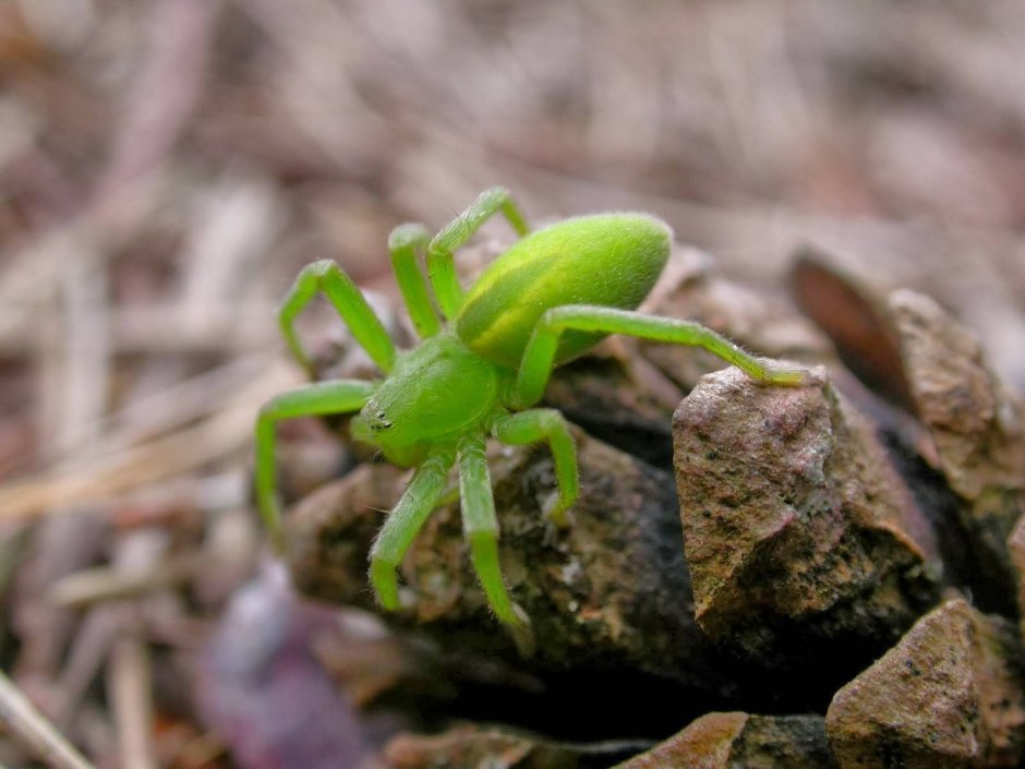Желтый паук Сак Cheiracanthium