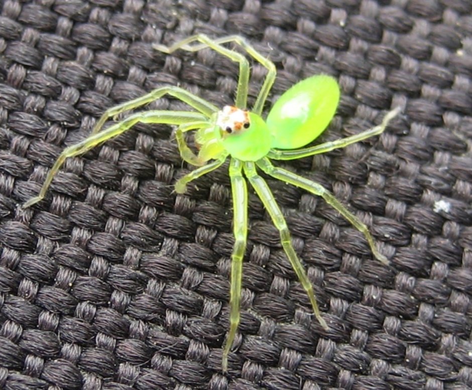 Арахнида паук зеленый