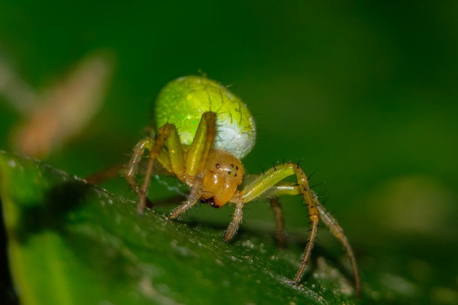 Micrommata virescens (микроммата зеленая
