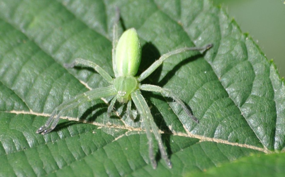Террариум для паука скакуна