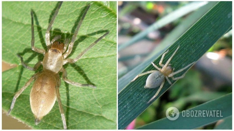 Паук темно зеленый