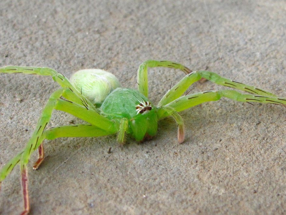 Пауки спарассиды