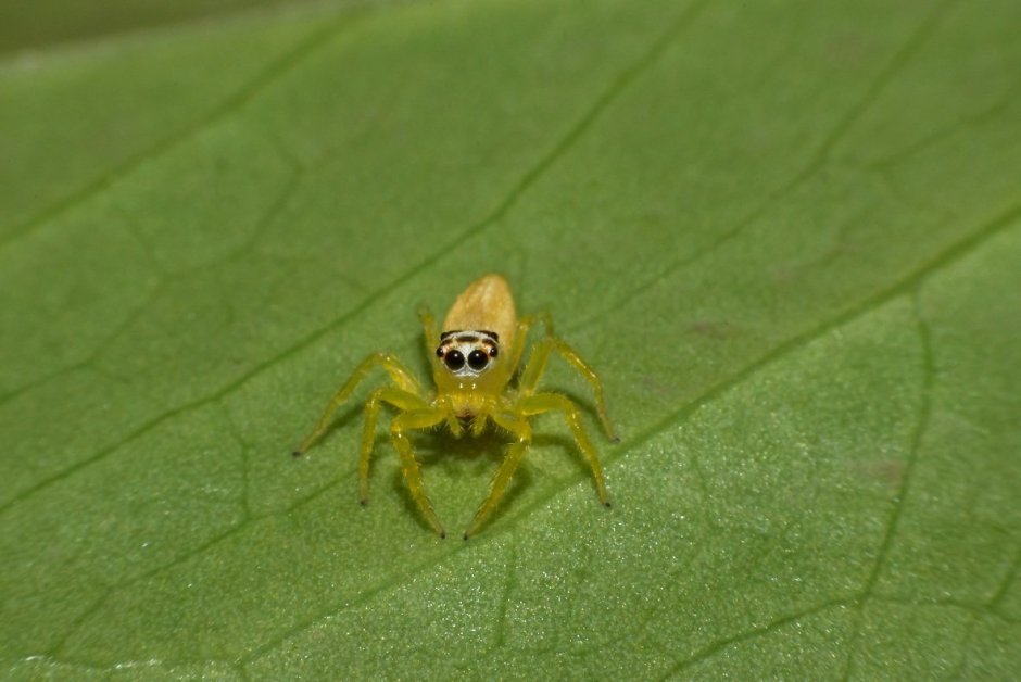 Зеленый паук кругопряд