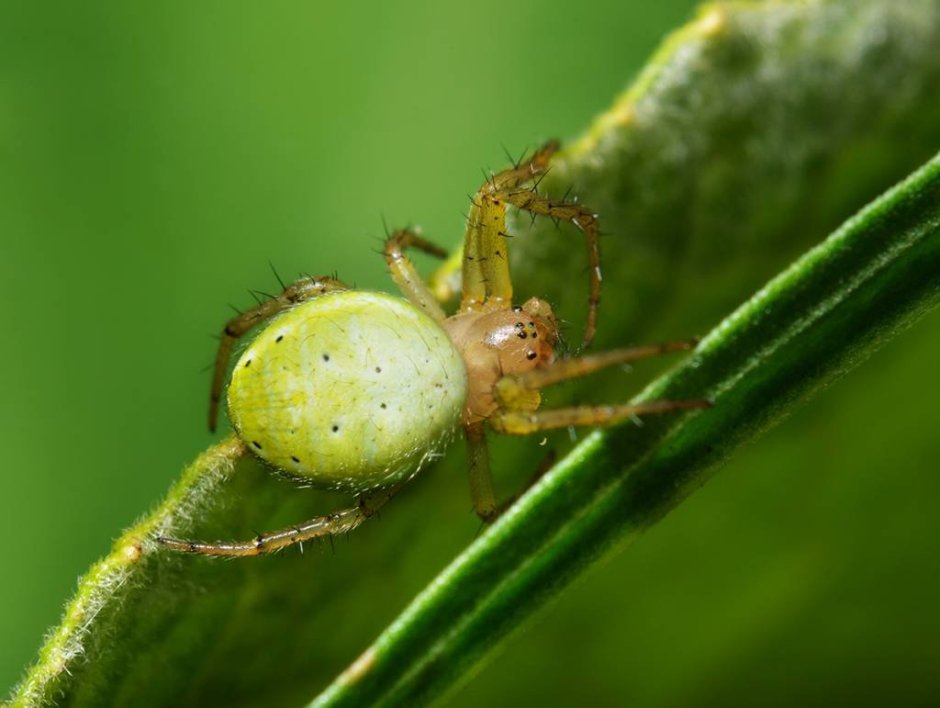 Самый маленький паук
