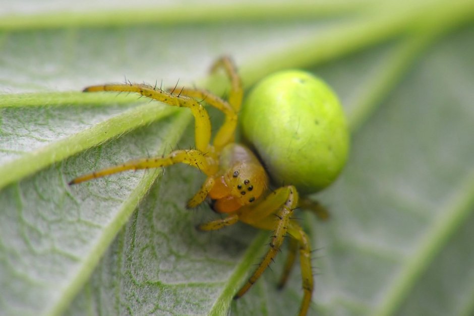 Банановый паук (Micrommata virescens