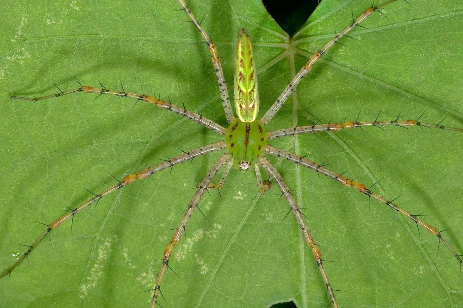 Паук Micrommata virescens