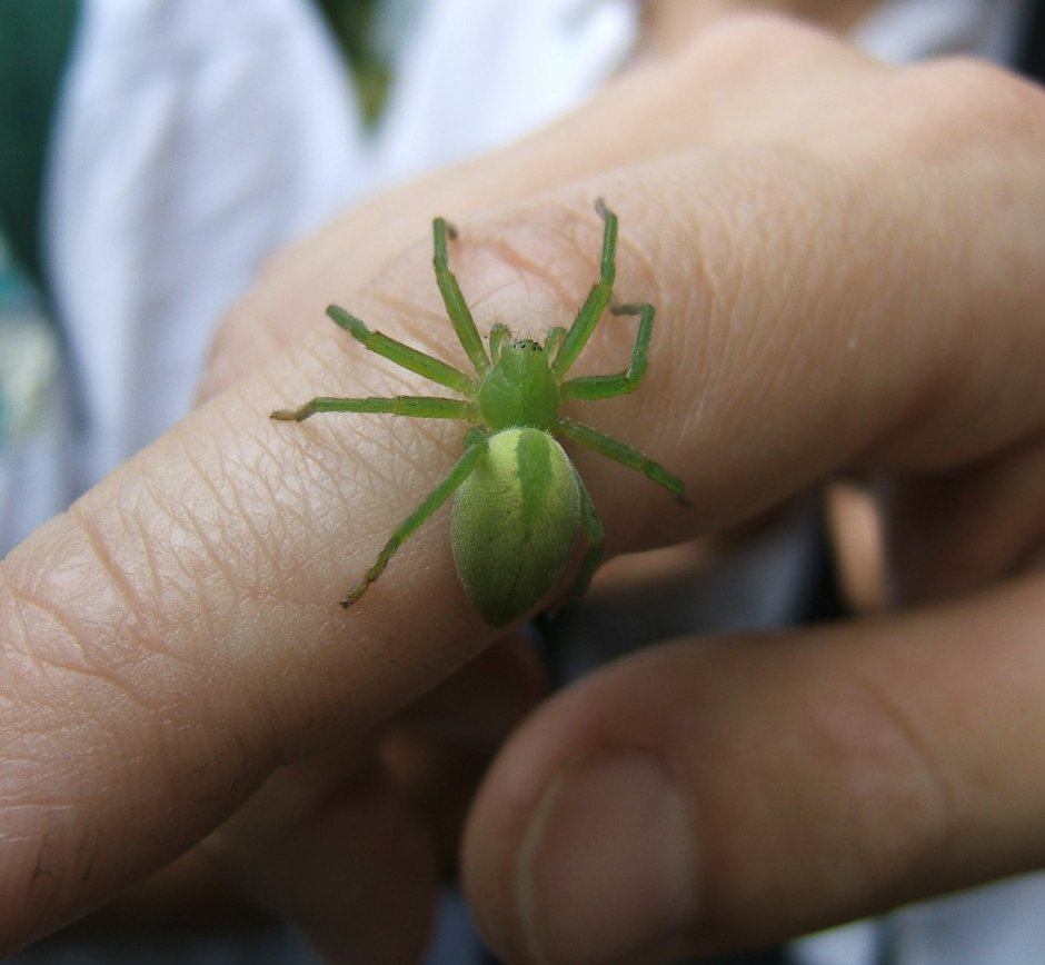 Паук Микромата зеленоватая Micrommata