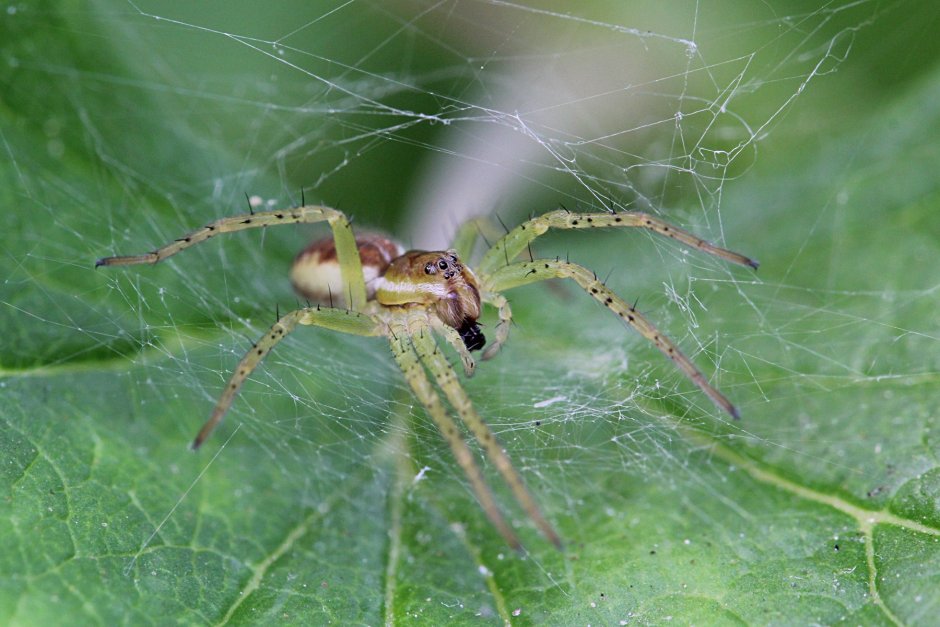 Паук зеленый прозрачный