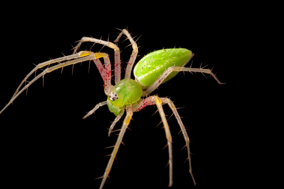 Желтосумый паук Cheiracanthium punctorium