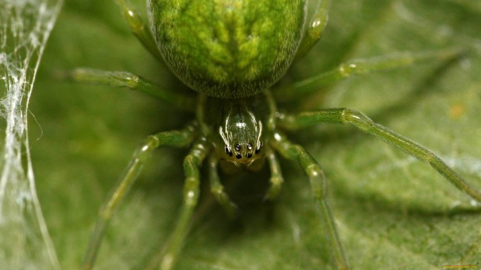 Cheiracanthium inclusum паук