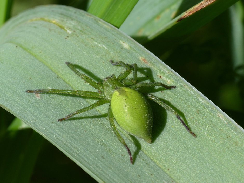 Арахнида паук зеленый