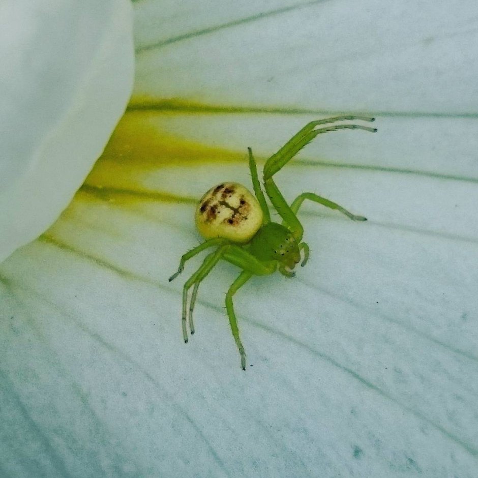 Желтый паук с красной головой