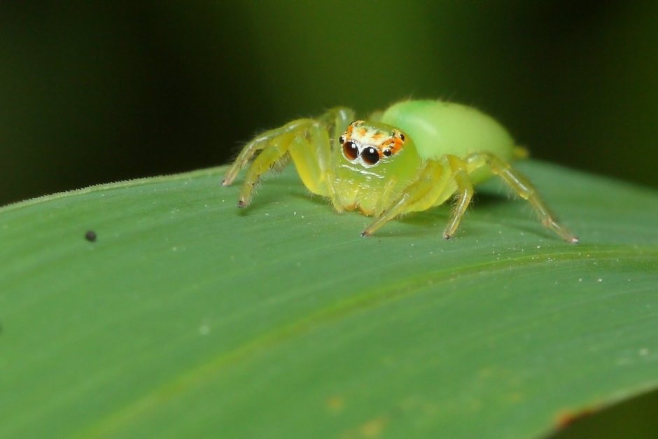 Паук микроммата зеленая паук микроммата зеленая