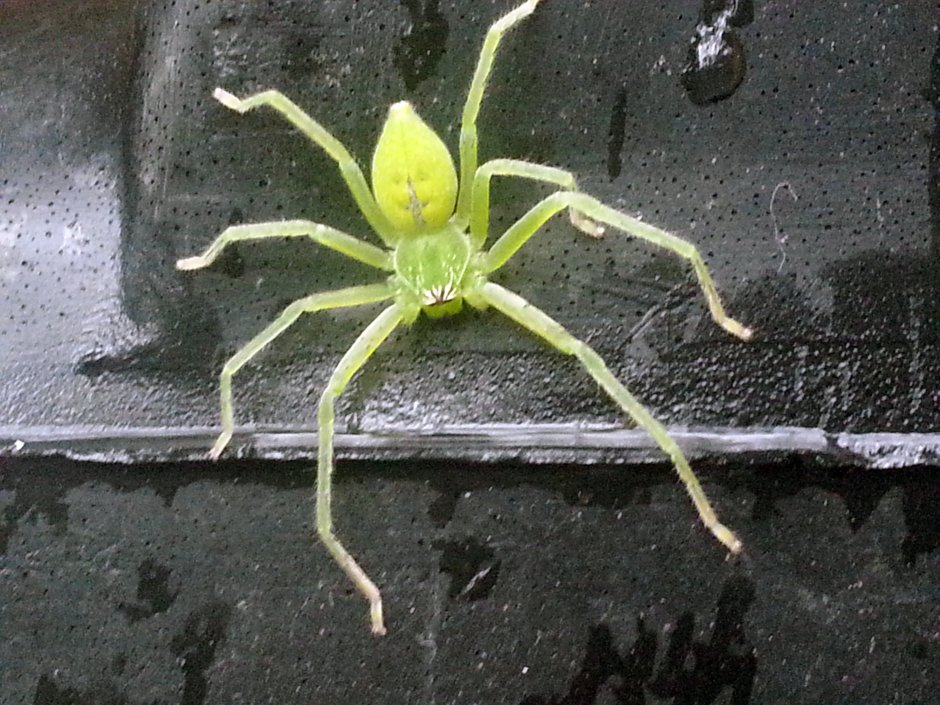 Сибирский ядовитый паук