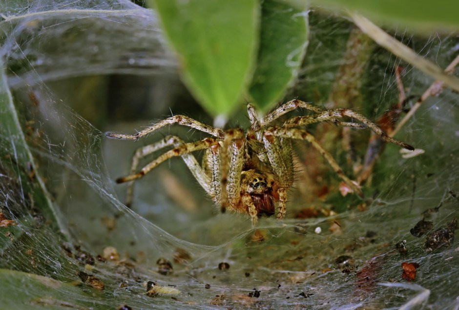 Паук Эбрехтелла зелёный