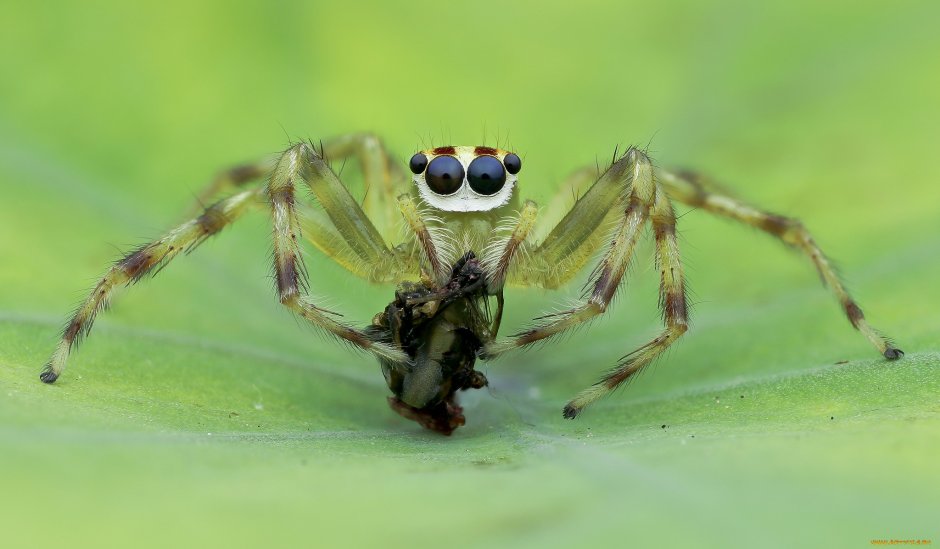 Зеленый паук с лицом на спине