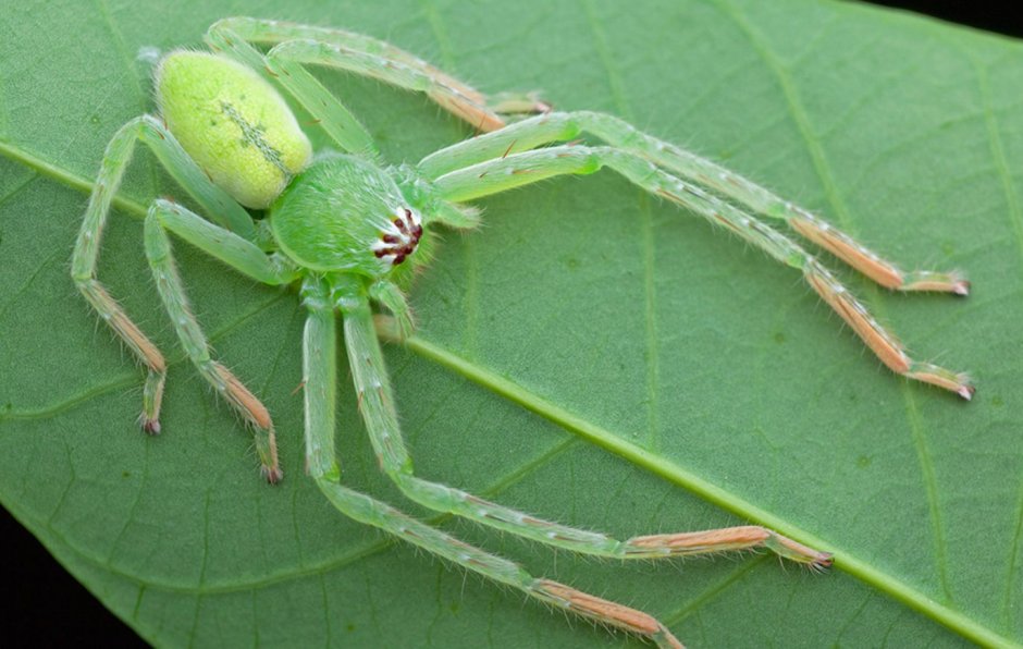 Зеленый ядовитый паук