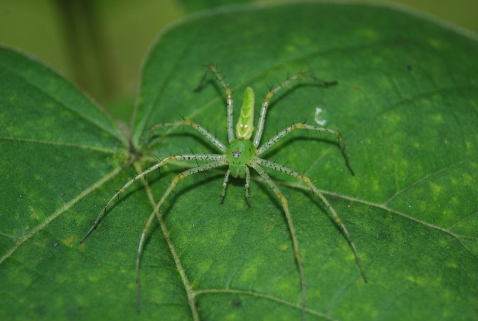 Зеленая певцетия паук