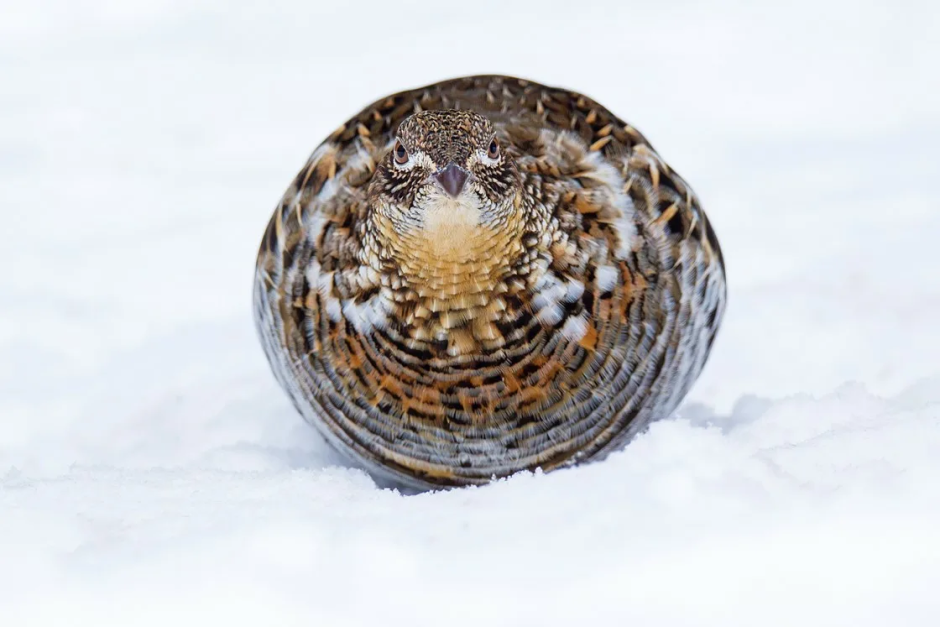 Bonasa umbellus