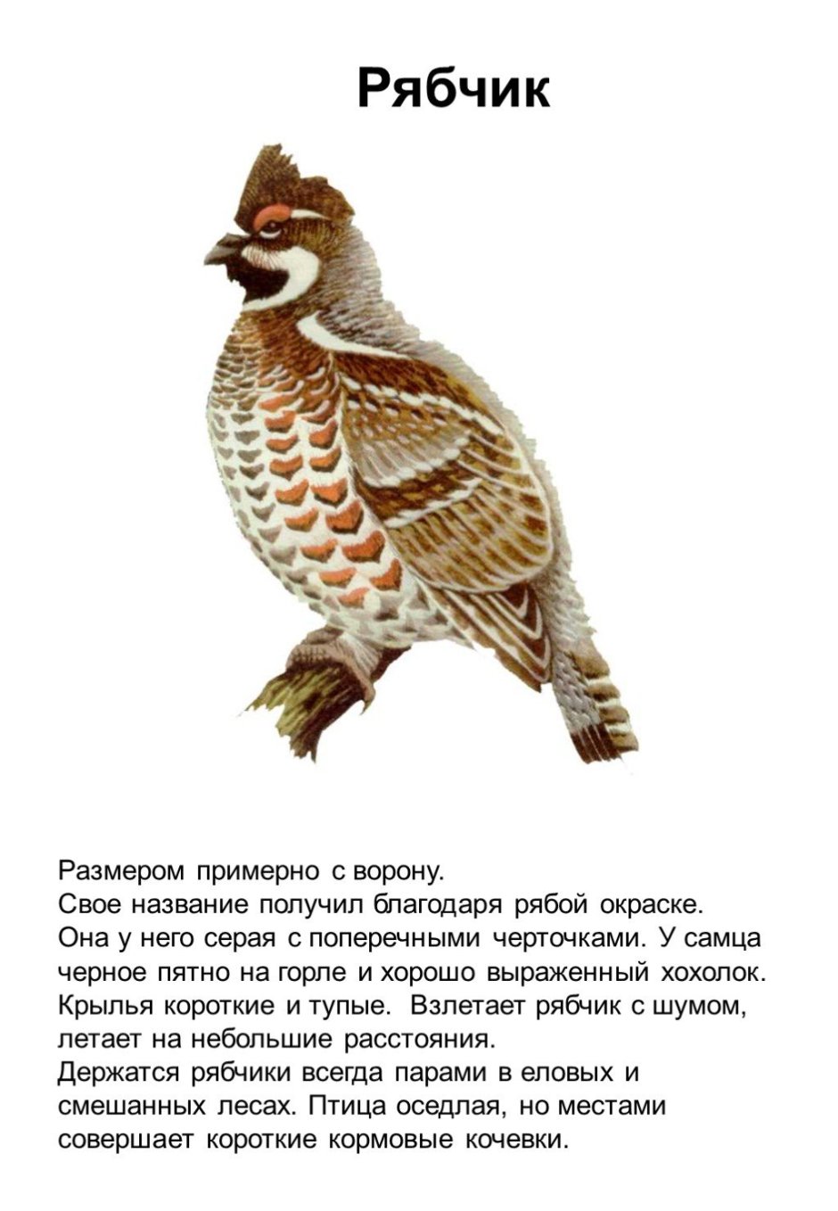 Рябчик Перелетная птица