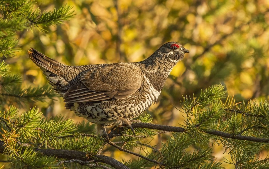 Ruffed Grouse птица