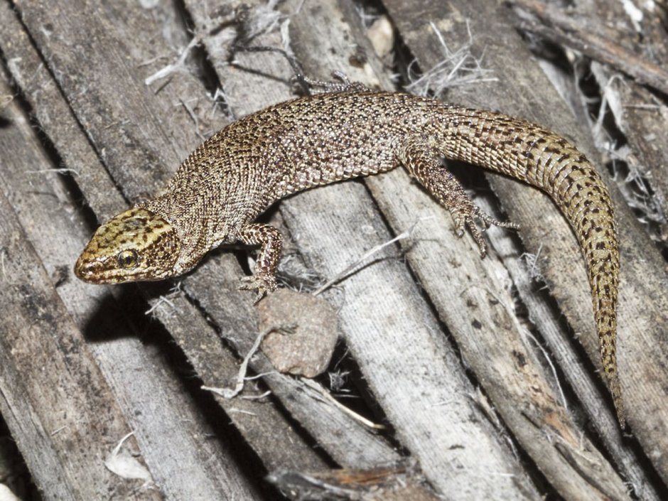 Семейство Xantusiidae — ночные ящерицы