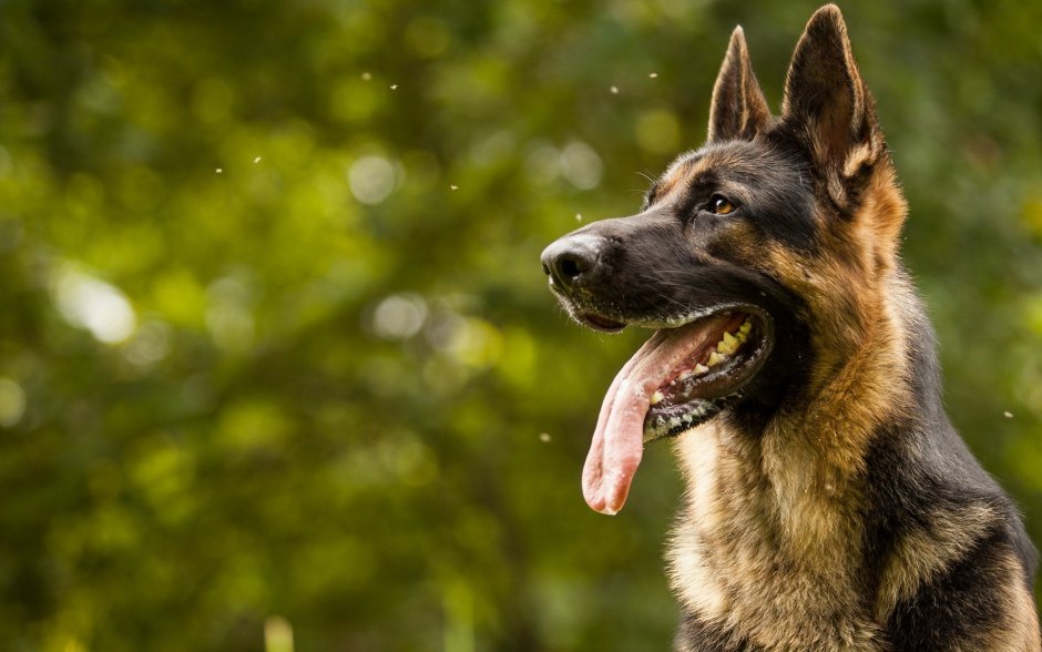 German Shepherd немецкая овчарка