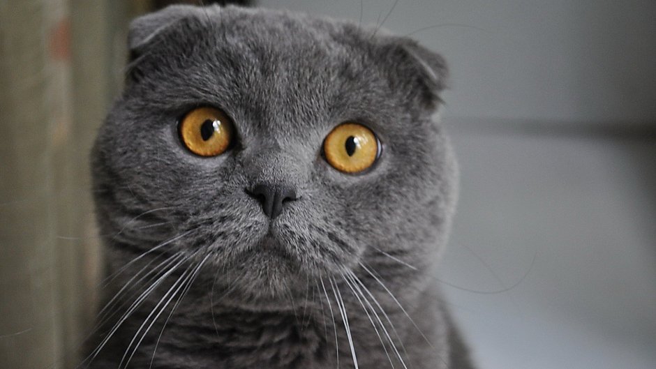 Шотландский вислоухий кот серый