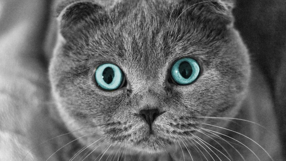 Шотландская вислоухая кошка черная