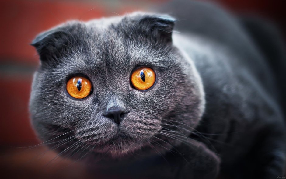 Скоттиш-фолд Шотландская вислоухая