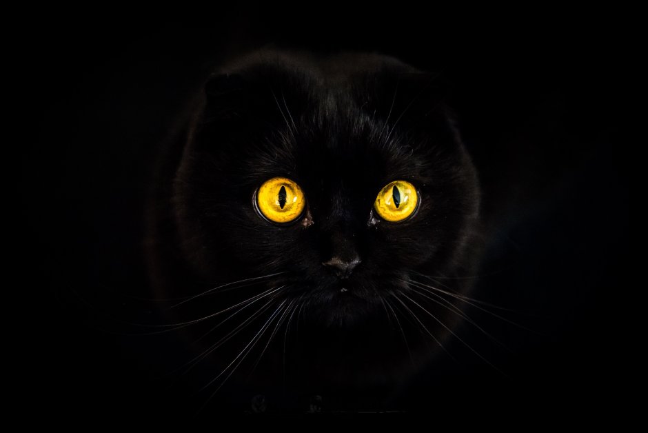 Скоттиш фолд полосатый