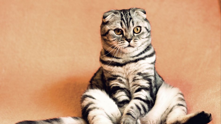 Кот британец вислоухий серый