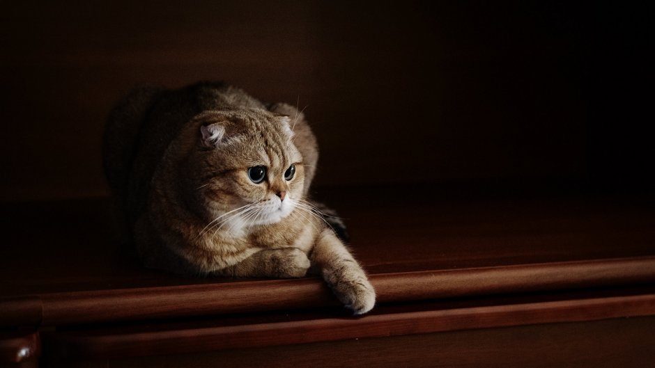 Шотландский вислоухий кот черный