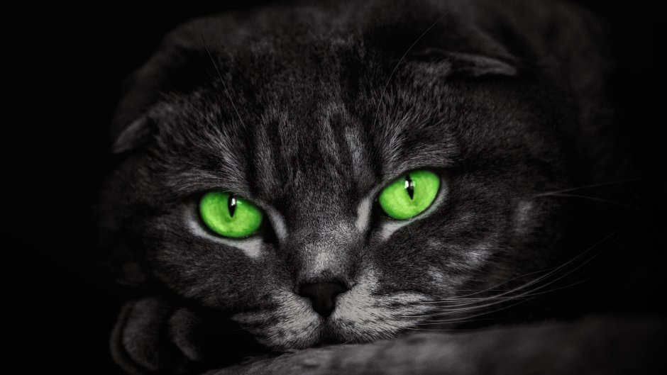 Шотландская вислоухая кошка 4к