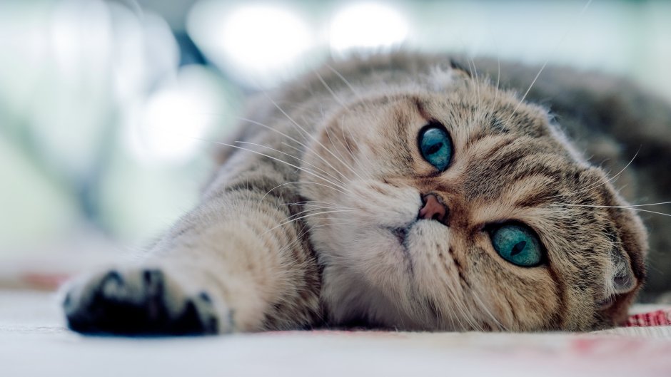 Скоттиш-фолд Шотландская вислоухая кошка черная