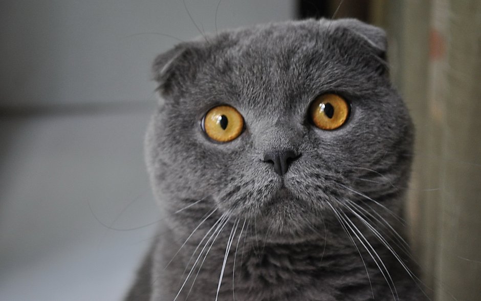 Шотландская вислоухая кошка черная