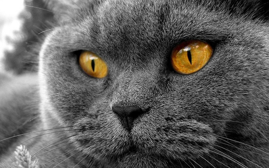 Британская вислоухая кошка черная